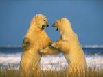 Animals_002