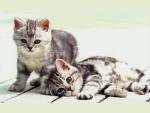 cat_110