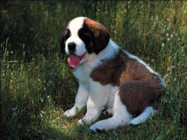 dog_300