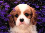dog_304