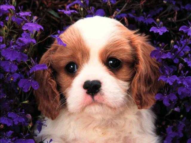 dog_304