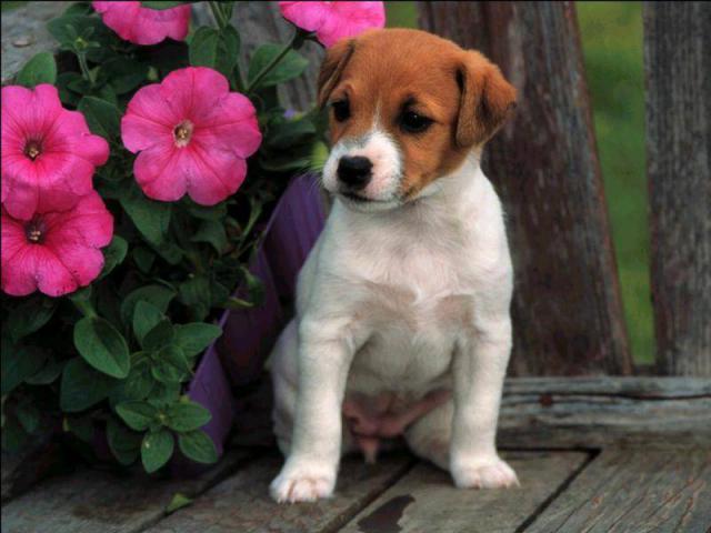 dog_308
