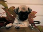 dog_311