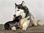 dog_313