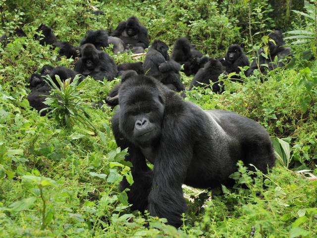 Animals_003