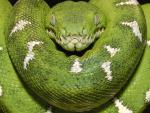 Animals_014