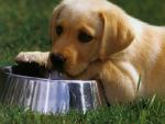 dog_314