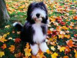 dog_315