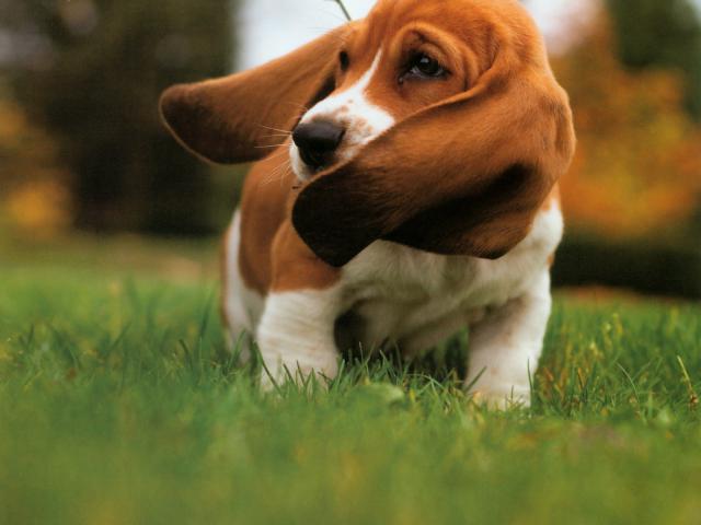 dog_316