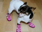 dog_317