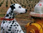 dog_326
