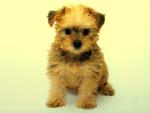dog_328