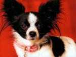 dog_331