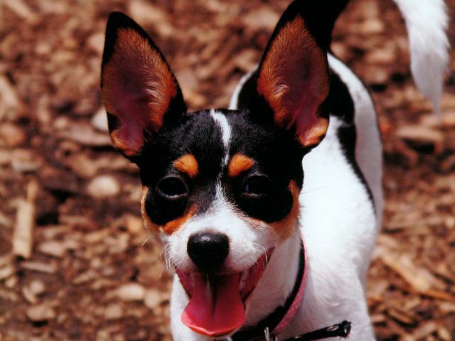 dog_332
