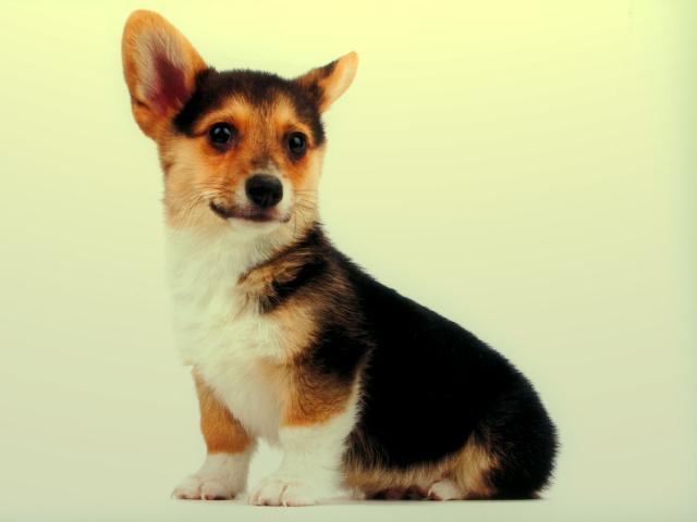dog_337