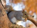 squirrel_1