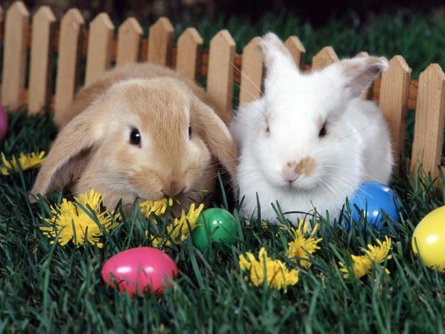 Easter_Egg_Hunt