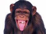 Animals_016