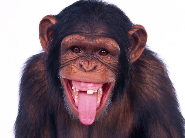 Animals_016