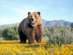 Bear_Country