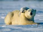 Bear_Hug