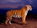 Bengal_Tiger