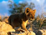 African_Lion_Cub