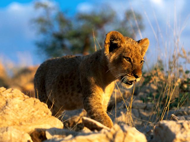 African_Lion_Cub