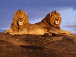 African_Lions