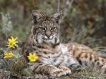 Bobcat_Montana