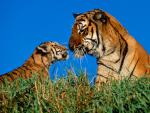tigermother&cub