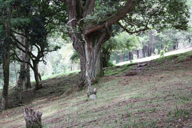 tree_089
