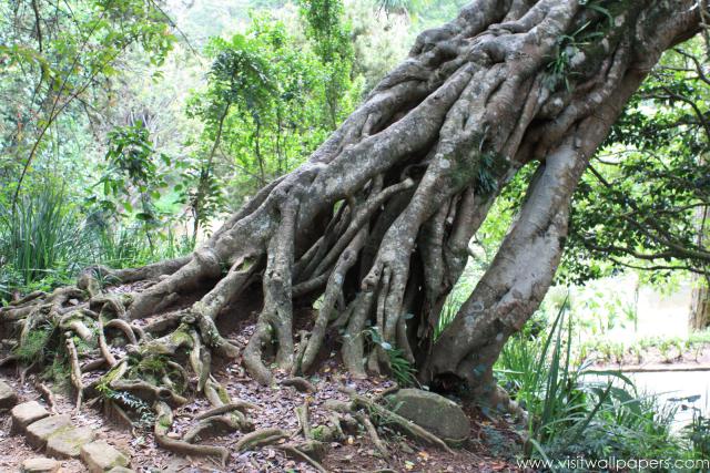 tree_095