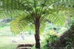 tree_097