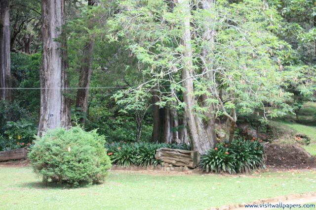 tree_099