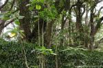 tree_102