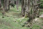 tree_103