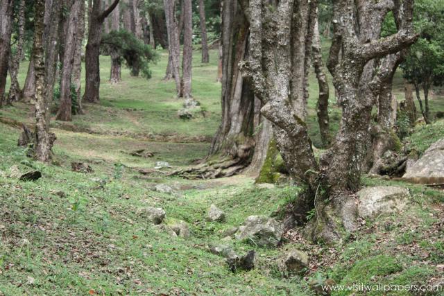 tree_103