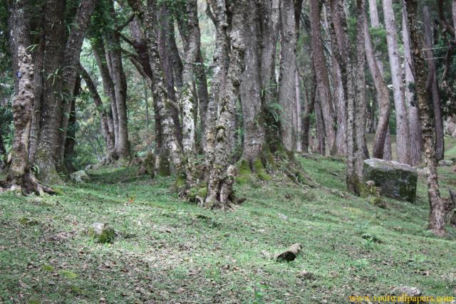 tree_104