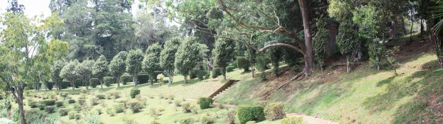 tree_113