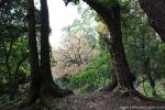 tree_111