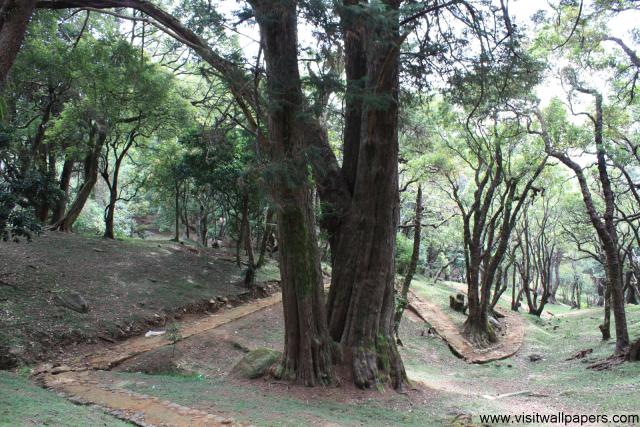 tree_110