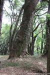 tree_114