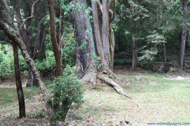 tree_115