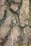 tree_116