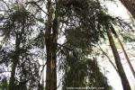 tree_117