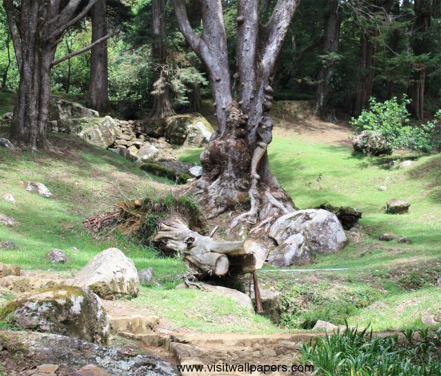 tree_123