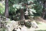 tree_128