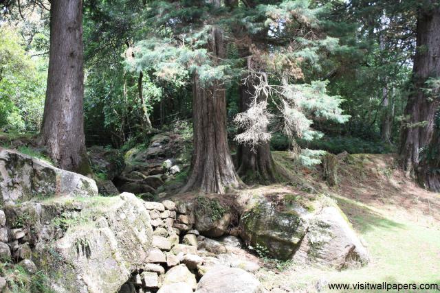 tree_128