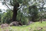 tree_134